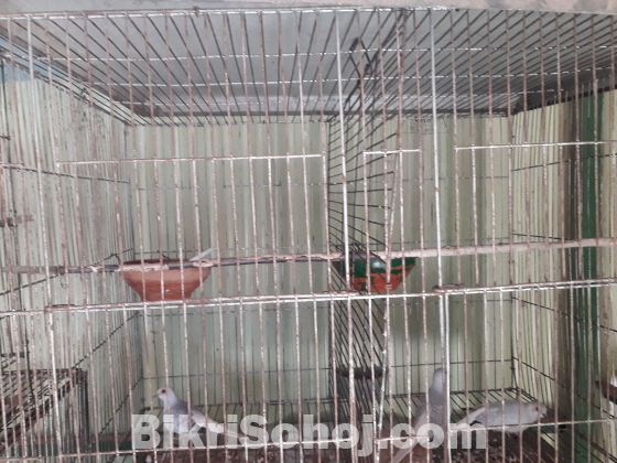 Dimond dove